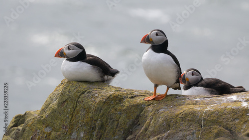 Puffins at The Farne Islands