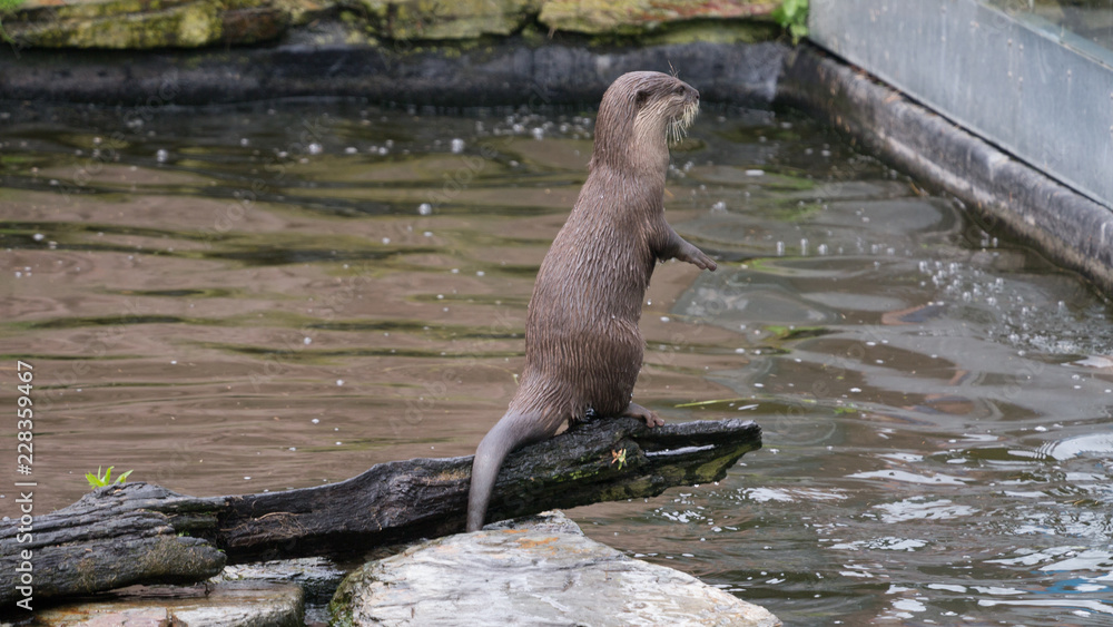 Obraz premium Asian Otter