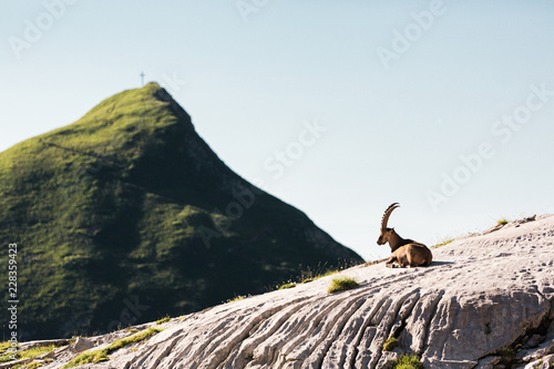 Goat sits on top of a mountain