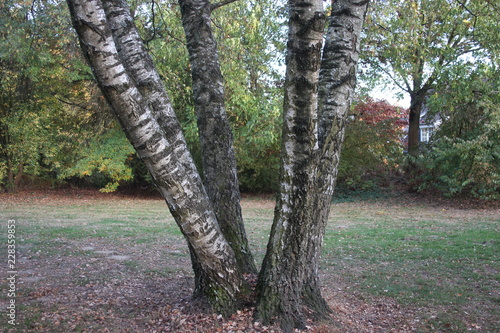 Baum mit vier Stämmen