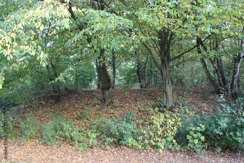 Herbst am Weg