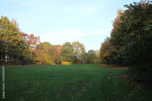 Wiese mit Baum