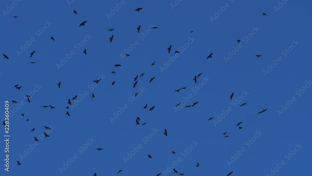A flight of rooks in the sky. Migratory bird. Flight A flight of rooks in the sky. Migratory bird. Flight