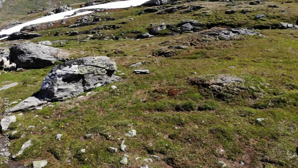 Aerial view. Sheeps grazing in rocky mountains. Norway landscape Aerial view. Sheeps grazing in rocky mountains. Norway landscape