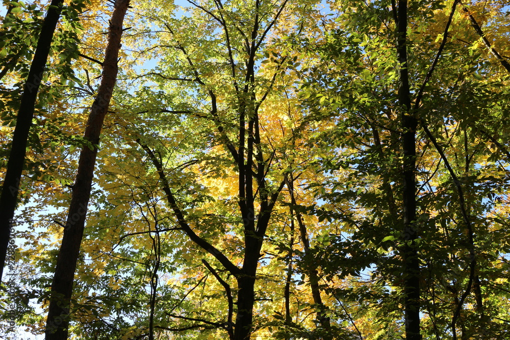 Beautiful autumn forest stands in the golden foliage Beautiful autumn forest stands in the golden foliage