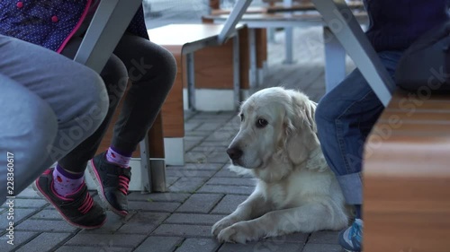 funny video - girl feeding her dog under the table in animal-friendly cafe with french fries