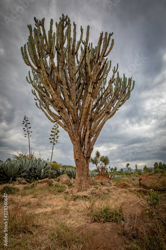 Giant cactus in Africa