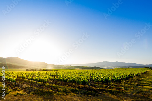 Vineyard and country hills at sunrise in Tuscany, Italy