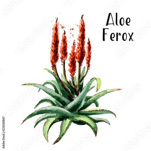 Aloe Ferox plant. Watercolor hand drawn illustration  isolated on white background photo