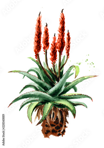 Aloe Ferox plant. Watercolor hand drawn illustration,  isolated on white background photo