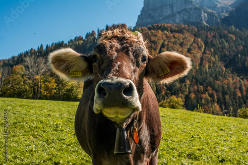 Cows on green grass field in mountains face to face close up from the front in autumn with yellow trees in background and blue sky © Simon