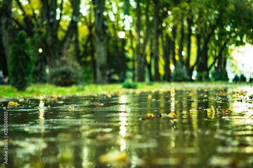 autumn leaves in the park after the rain