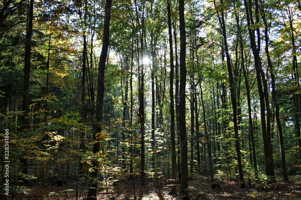 Autumn beech forest in the rays of the setting sun Autumn beech forest in the rays of the setting sun
