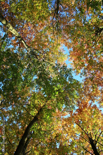 Kolorowe, jesienne korony drzew na tle błękitnego nieba