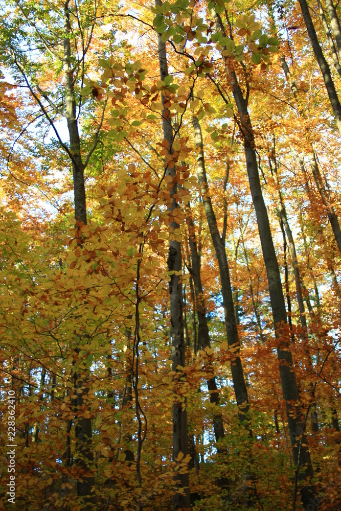 Fototapeta premium Beech forest in autumn
