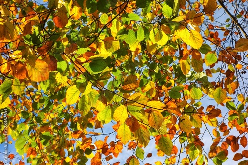 A close-up image of colourful Autumn leaves.