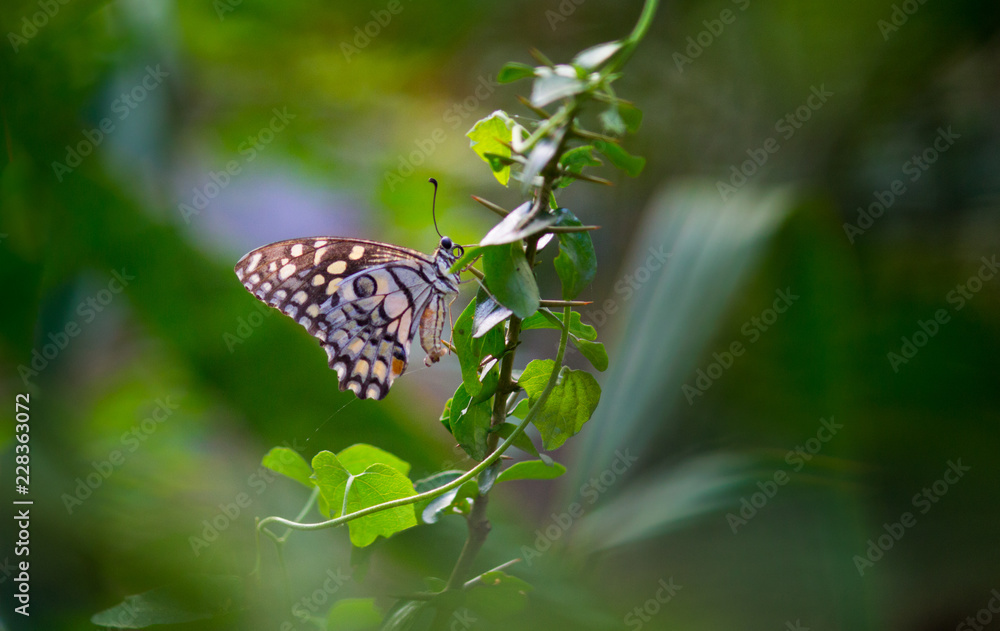 Beautiful common lime butterfly sitting on the flower plants with a nice soft background. Beautiful common lime butterfly sitting on the flower plants with a nice soft background.