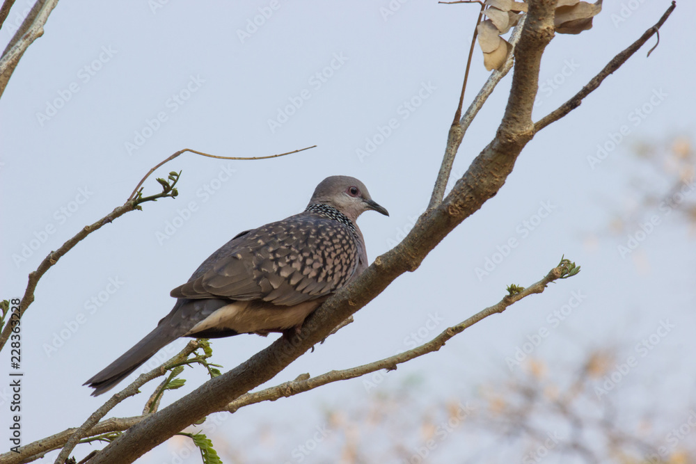 Dove Bird sitting on the tree, in its natural habitat with a soft blurry background. Dove Bird sitting on the tree, in its natural habitat with a soft blurry background.