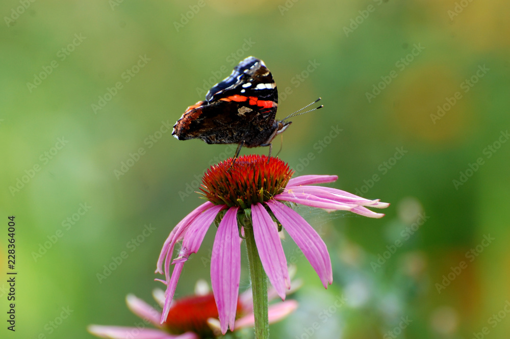 butterfly on flower