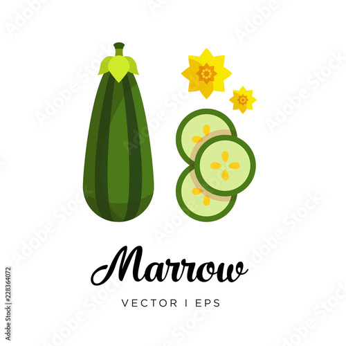 Green fresh striped marrow vector editable illustration. Ripe green zucchini sliced, seeds, flowers, simple flat style..Striped Marrow