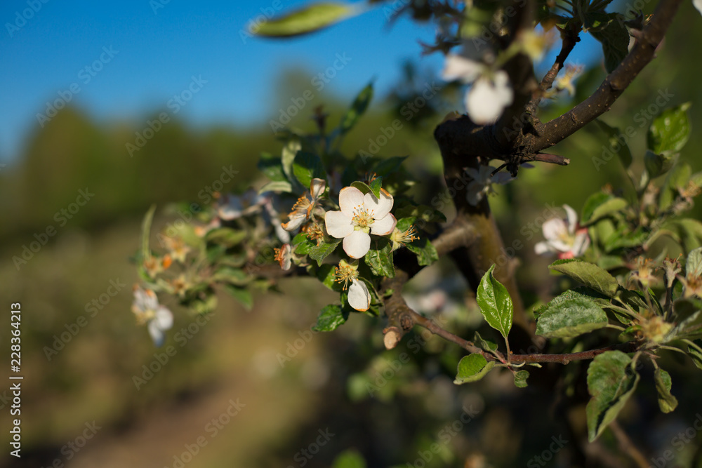 Branch of a blossoming apple tree