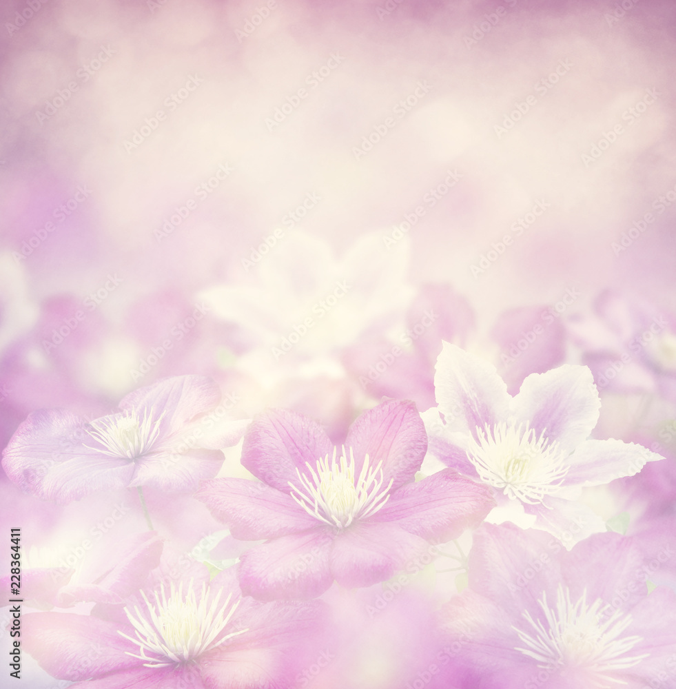 clematis flowers for background