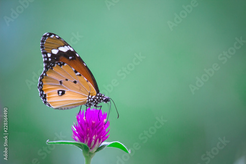 Plain Tiger butterfly sitting on the flower plant with a nice soft background in its natural habitat