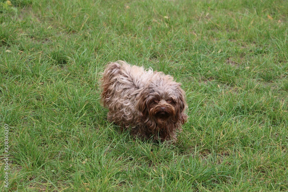 small brown hairy bolonka dog is running in the garden