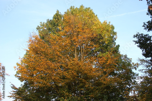 Herbst Baum