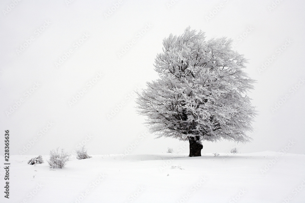 Fototapeta premium tree in the snow