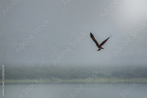 Brahminy kite  Red-backed sea-eagle  flying and catching fish in the lake. Copy space