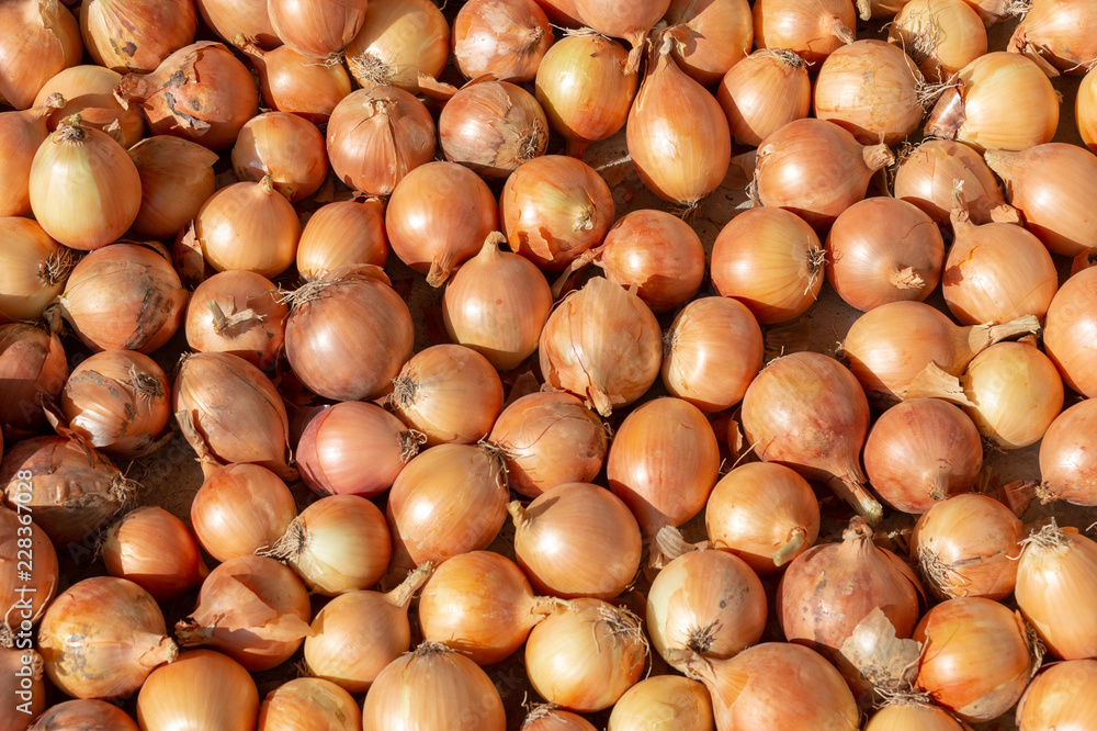 lot of onions - food background lot of onions - food background