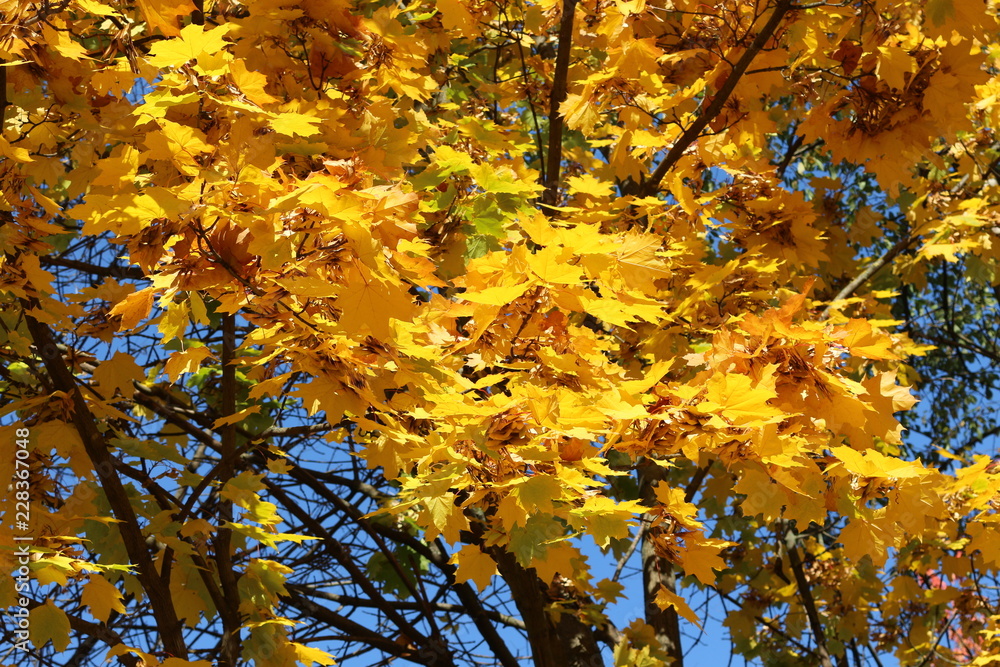 Golden maple leaves look beautiful