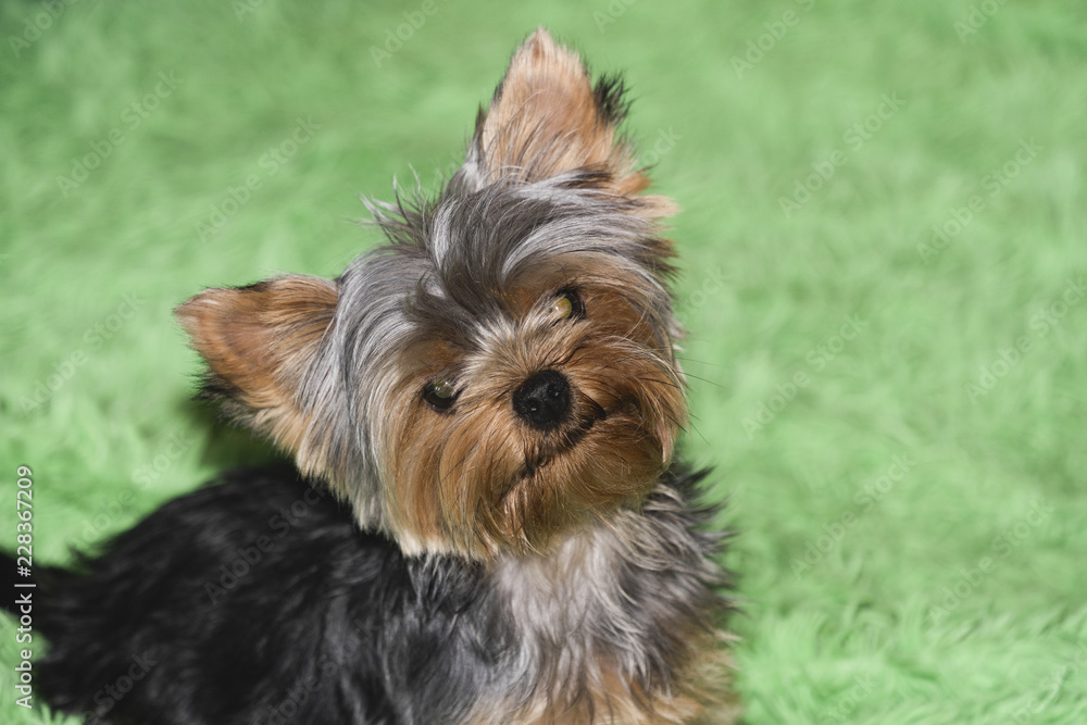 Yorkshire Terrier puppy dog portrait on green background. Yorkshire Terrier puppy dog portrait on green background.