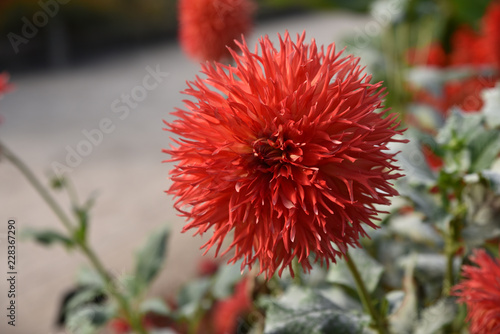Fototapeta Naklejka Na Ścianę i Meble -  Dahlia rouge en automne