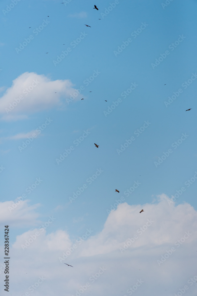 a lot of bird kite in the sky over the fields a lot of bird kite in the sky over the fields