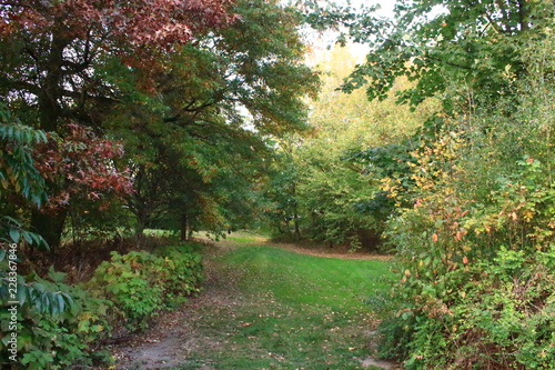 Garten un Verschiedenen Grüntönen