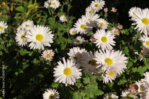  Last autumn flowers bloomed in the garden