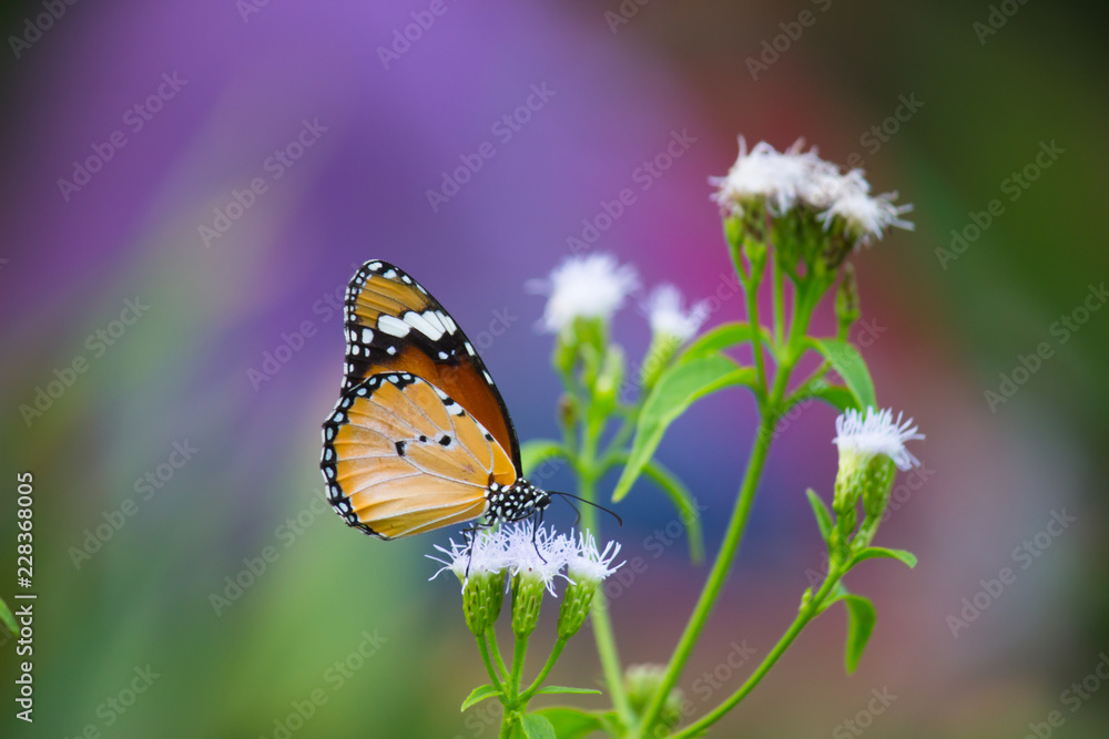 Beautiful Plain Tiger butterfly sitting on the flower plant with a nice soft background in its natural habitat Beautiful Plain Tiger butterfly sitting on the flower plant with a nice soft background in its natural habitat