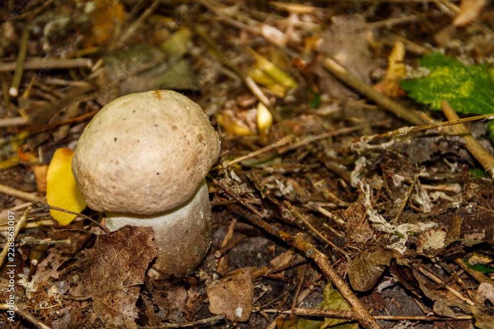 Edible mushroom in the forest Edible mushroom in the forest