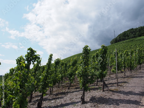 Stadt Saarburg an der Saar - inmitten von Weinbergen in Rheinland-Pfalz
 photo