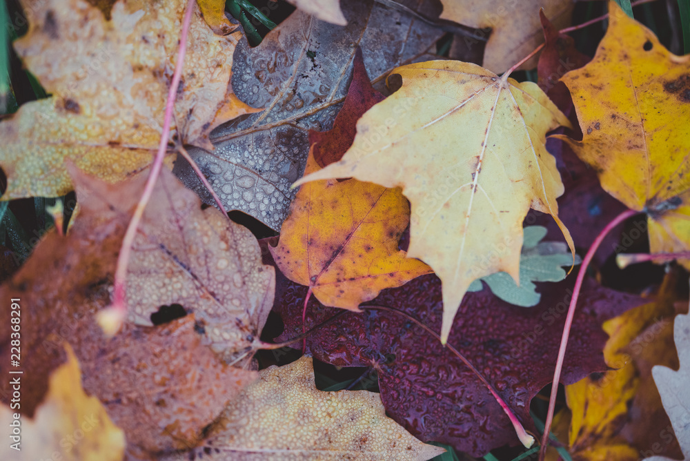 Colorfull autum leaves
