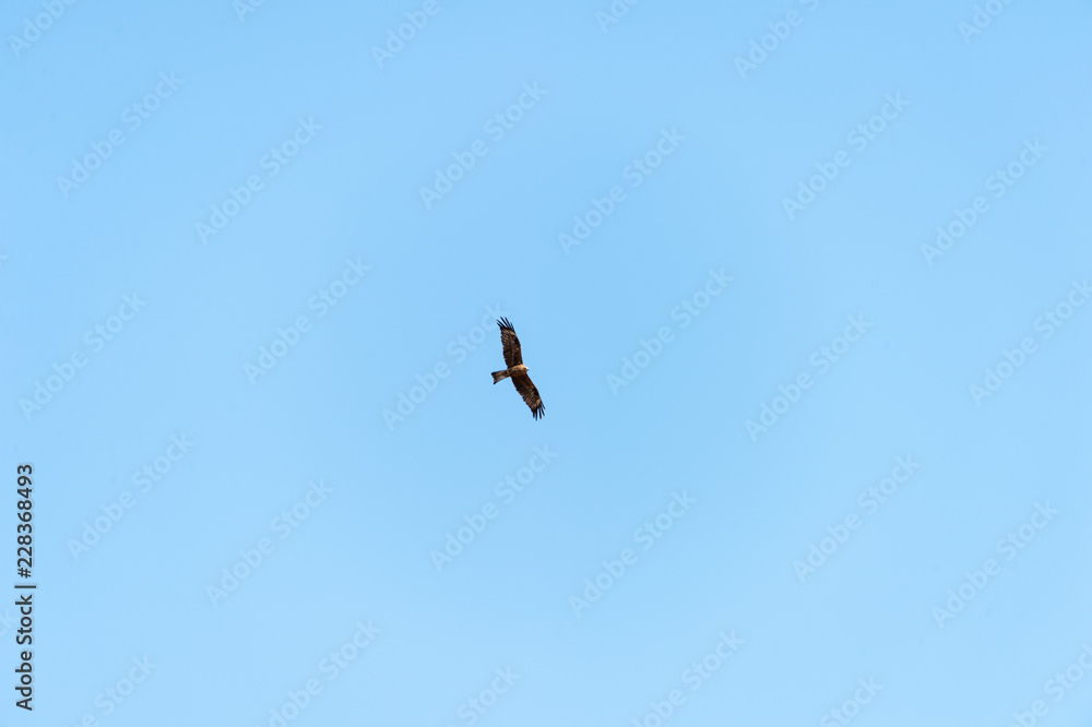 a lot of bird kite in the sky over the fields