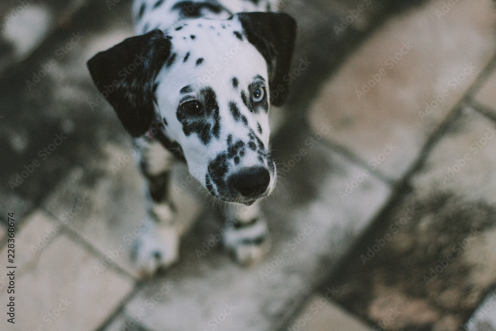 dalmatian dog with heterochromia