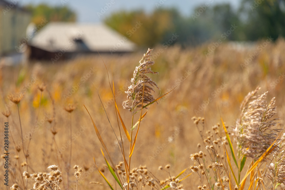 autumn, beautiful plants, golden reed autumn, beautiful plants, golden reed