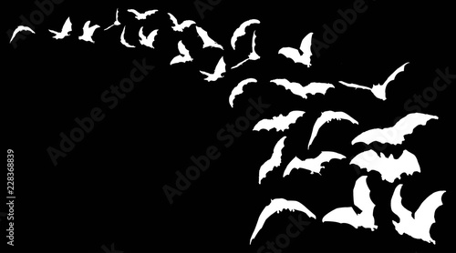 Flying bats in the nightsky