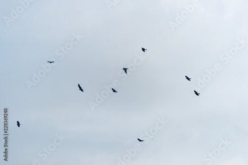 a lot of bird kite in the sky over the fields