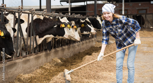 Cheerful cowgirl working with milking herd at cowhouse in farm photo