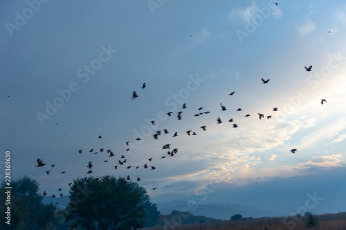 Canvas Print A flock of birds in the sky