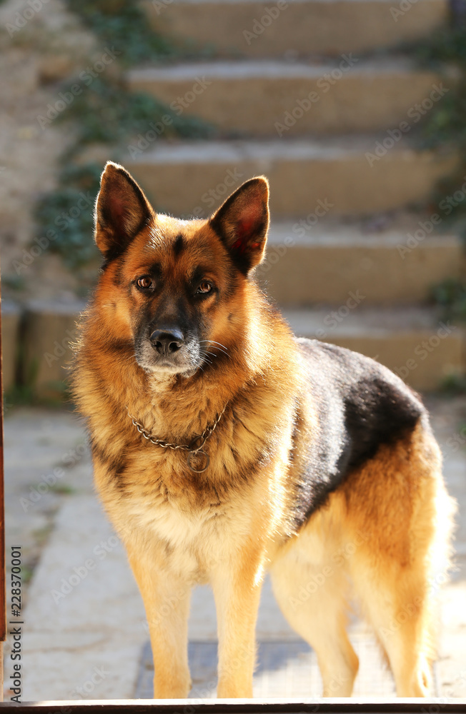 Adorable purebred german shepherd watching dog standing in the front door Adorable purebred german shepherd watching dog standing in the front door